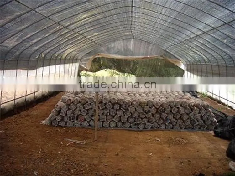 Hot sale new tunnel type mushroom shed
