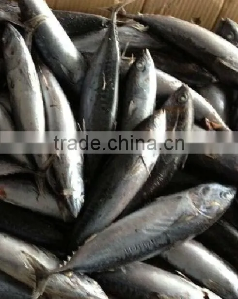 Haccp bonito tuna