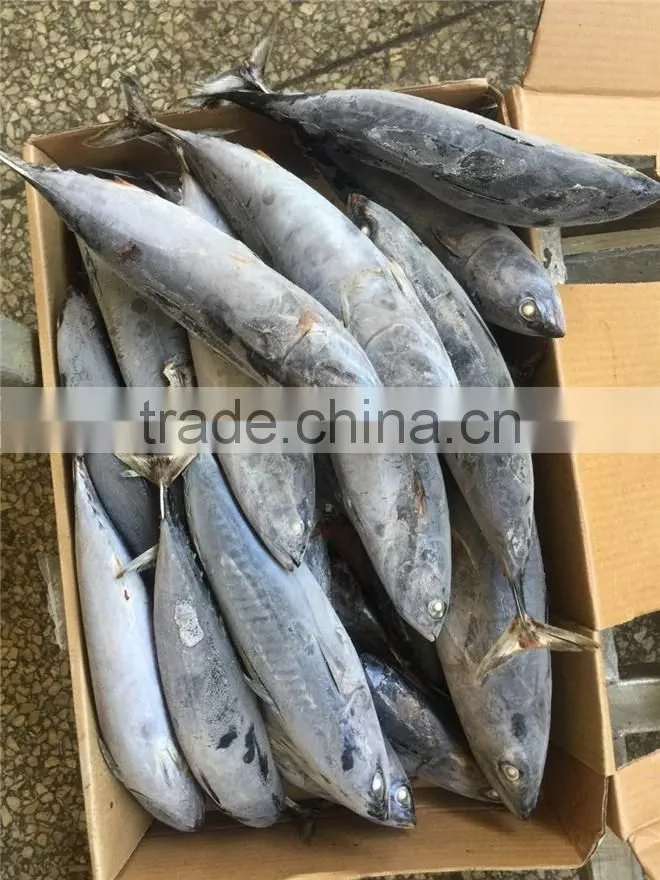 Top grade frozen pacific mackerel for sale