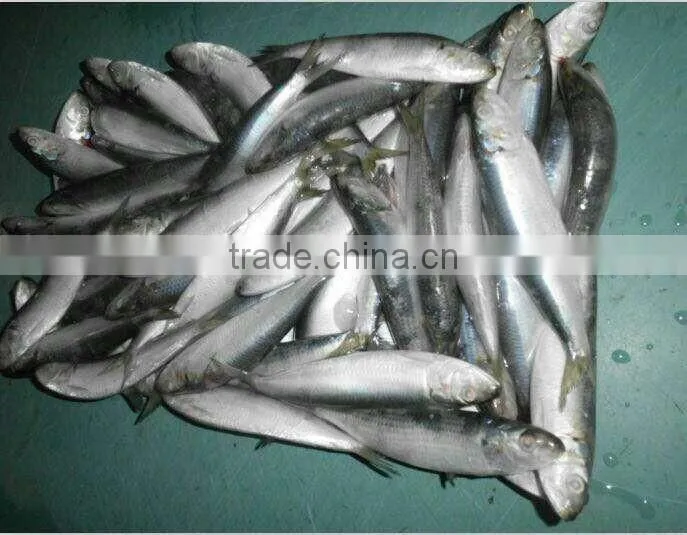2016 High Quality Frozen Sardine for bait