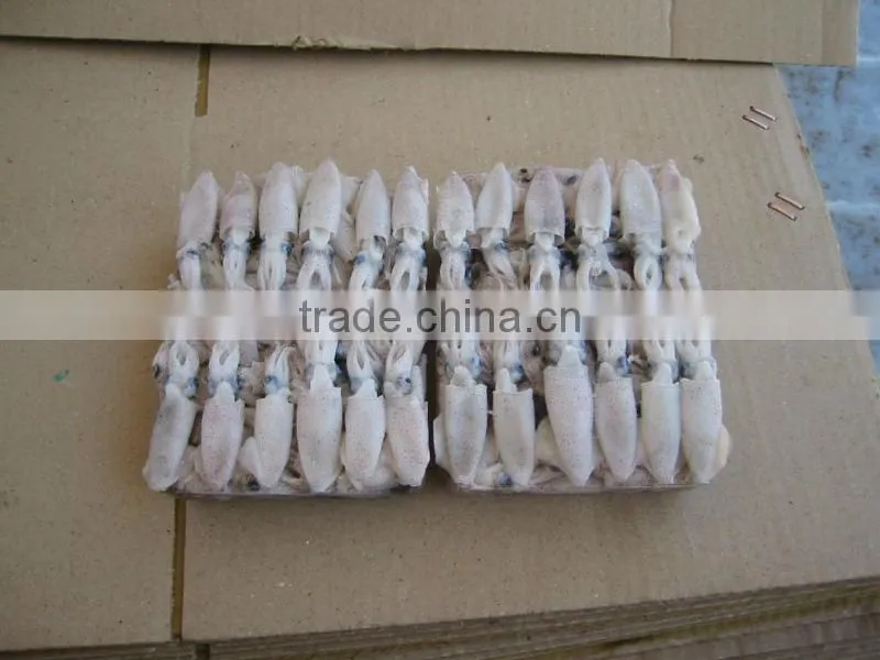 Frozen Bulk Squid (puntilla calamar)