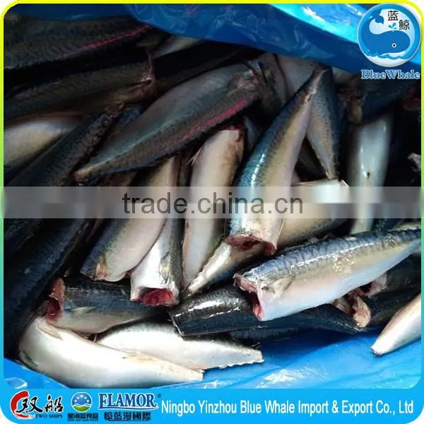 frozen pacific mackerel HGT