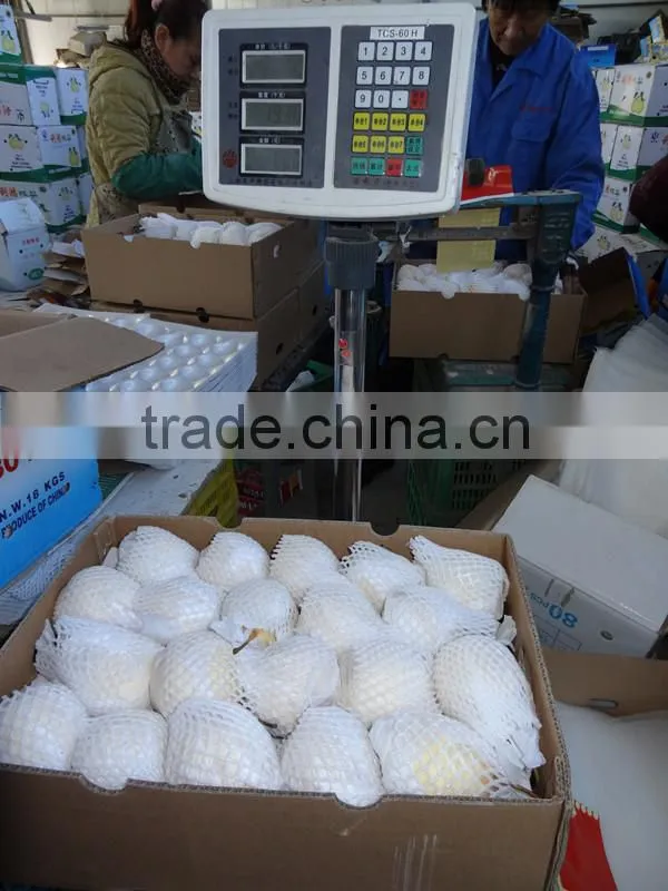 new crop Ya Pear from fty low price