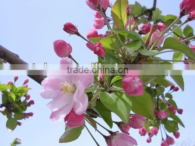 Crop Fuji apple
