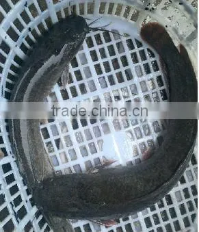 bulk farm raised channel catfish