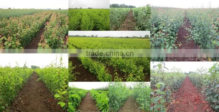 Econom Cop Doo Subotica company overview - view 1