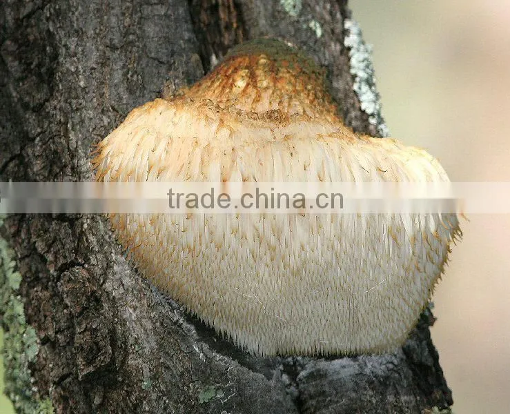 China supplier lion's mane mushroom,polysaccharide hericium erinaceus powder