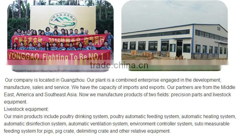 Automatic Poultry House Animal feeding line for broiler chicken Poultry equipment in Animal feeding system