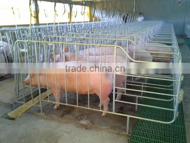 Pig Gestation Stall Good Quality For Pig Stall