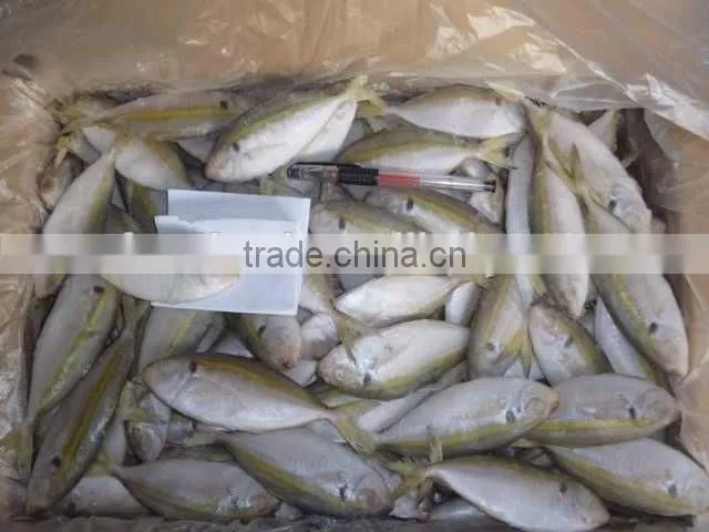 Frozen Gold Line Horse Mackerel