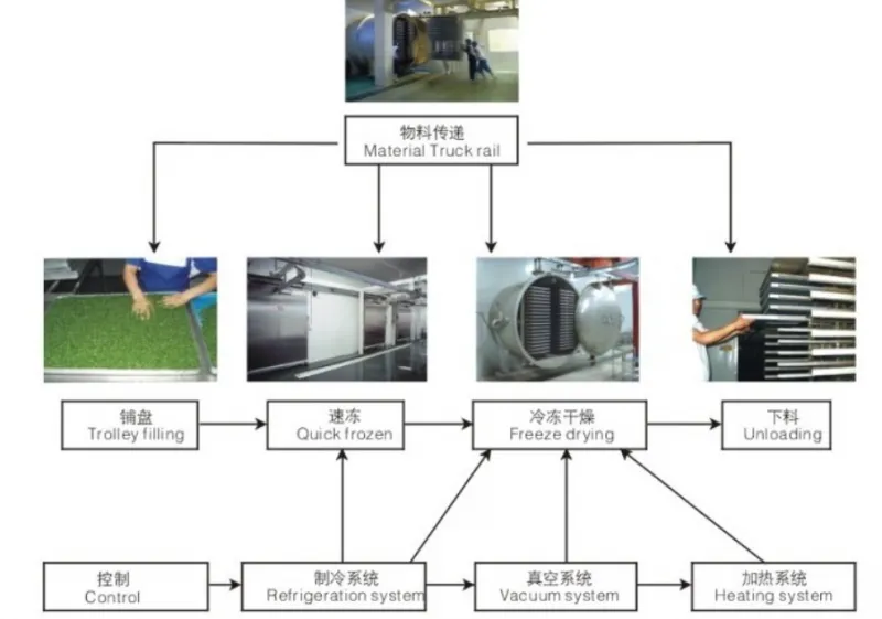 Industrial Commercial Lemon Freeze Dryer for Fruit and Vegetable on Sale Lemon Freeze Dryer