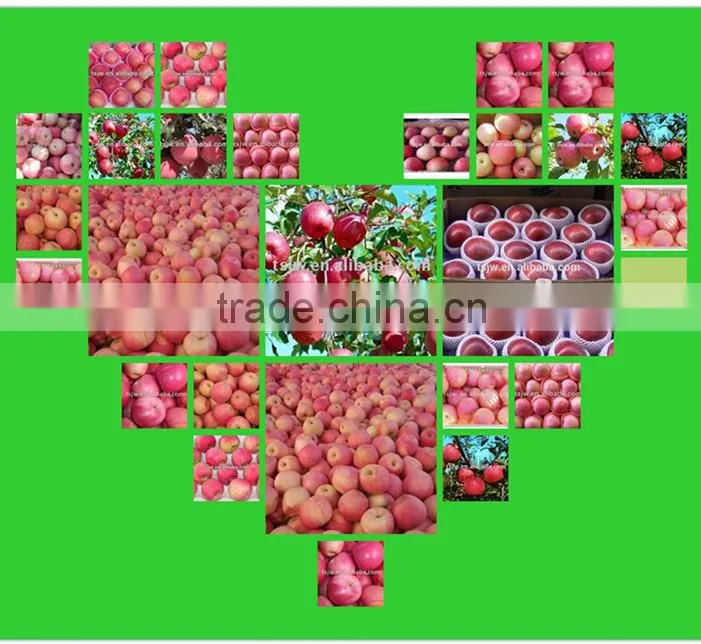 fuji apples Fresh Fuji Apple