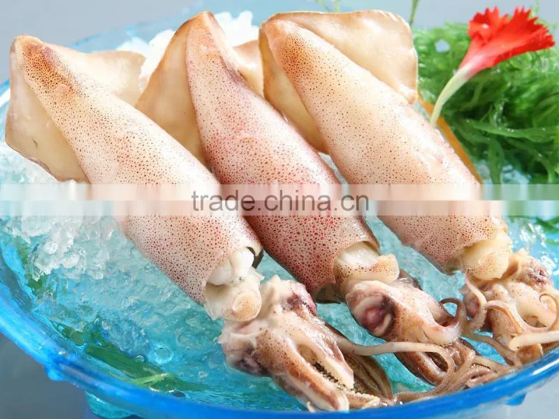 frozen loligo squid