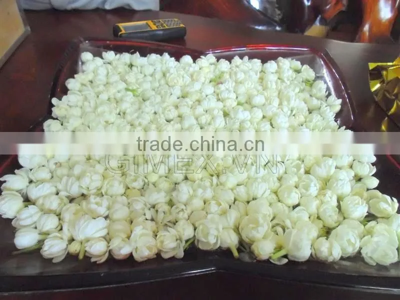 Jasmine TEA OF Gimex Viet nam