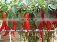 red chilli