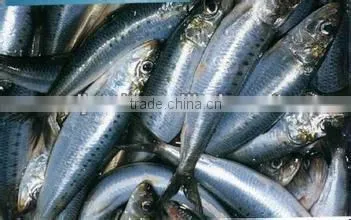 canned sardines in tomato sauce