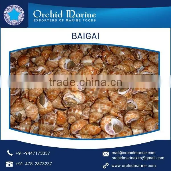 Top Quality Highly Demanded Shell Baigai IQF at Low Market Price