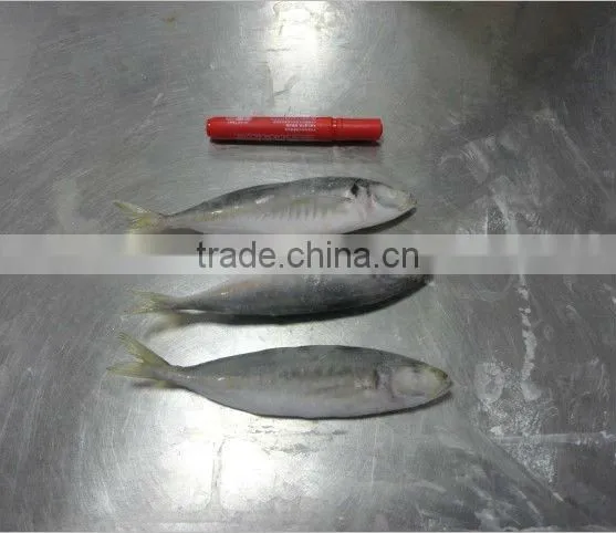 frozen whole round horse mackerel fish
