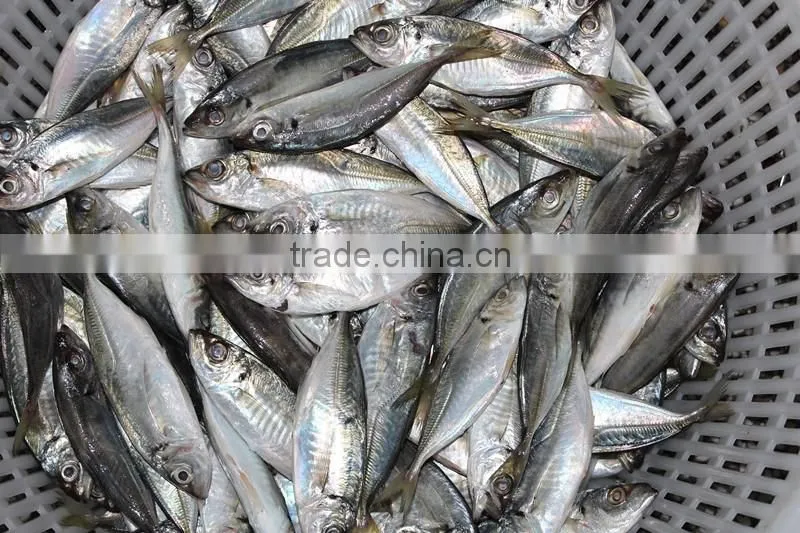 wholesale fishing frozen yellow tail horse mackerel fish