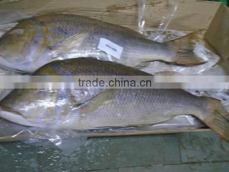 FROZEN EMPEROR FISH