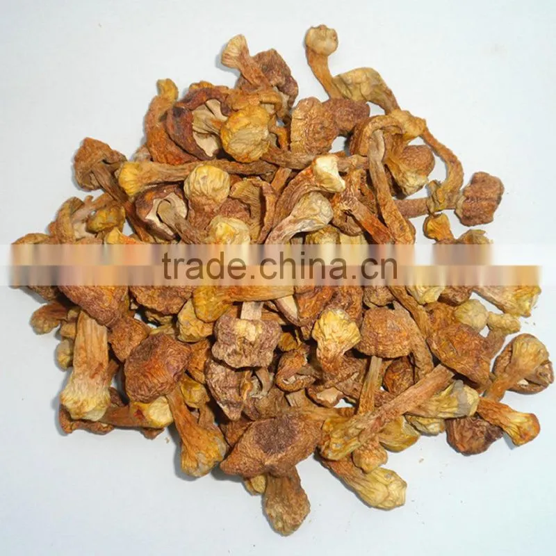 Wholesale Good Quality Dried Matsutake Mushroom