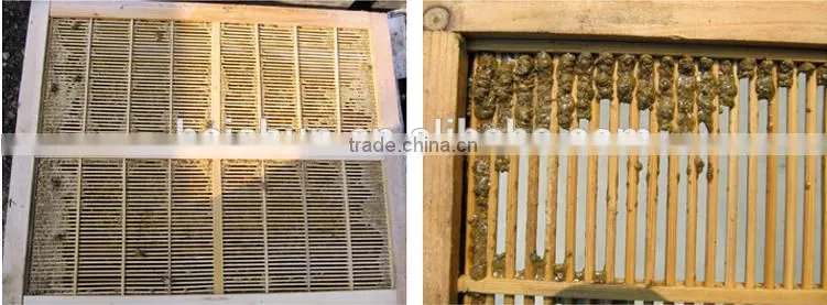 HACCP factory supply most secure propolis soft capsule with 30% propolis