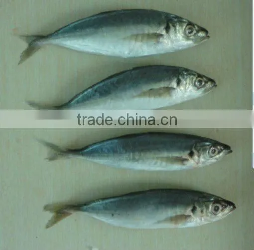 frozen whole round horse mackerel fish