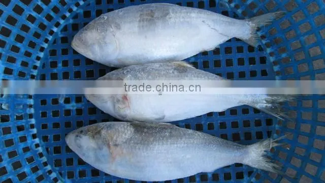 FROZEN SARDINE