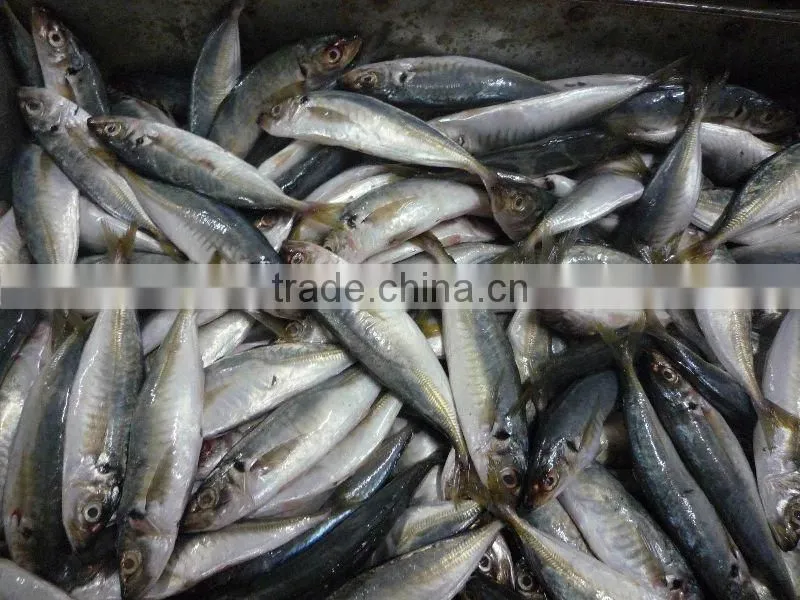 frozen horse mackerel (fresh and clean)