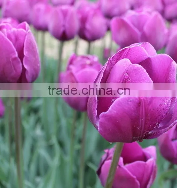 Special new coming wholesale cheap tulip flowers