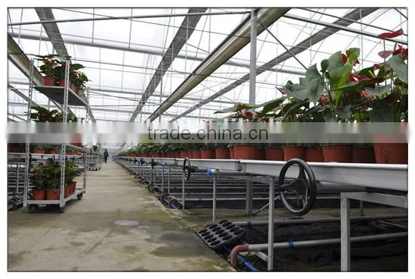 Hot Sale Cut Flowers Used Greenhouse Bench