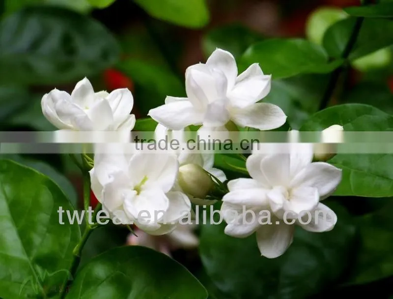 Jasmine Tea dragon pearl green tea