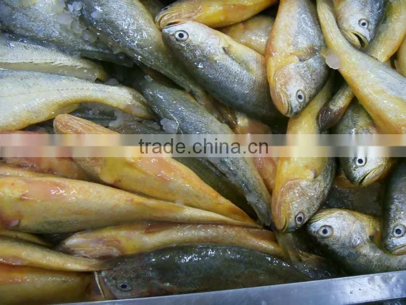 Frozen Fish Whole Round Yellow Croaker
