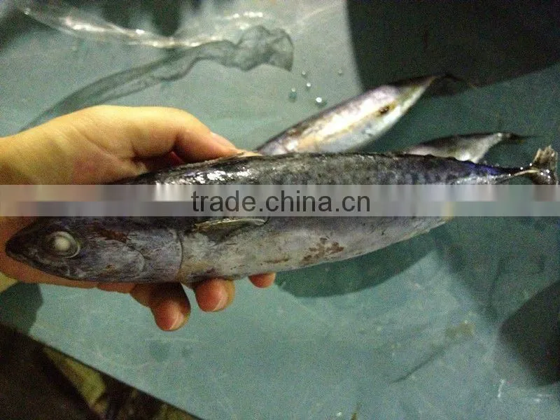 Frozen Skipjack Bonito tuna for Sri Lanka