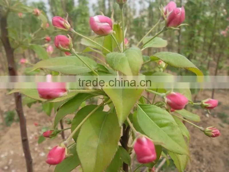 Malus prunifolia tree seedling