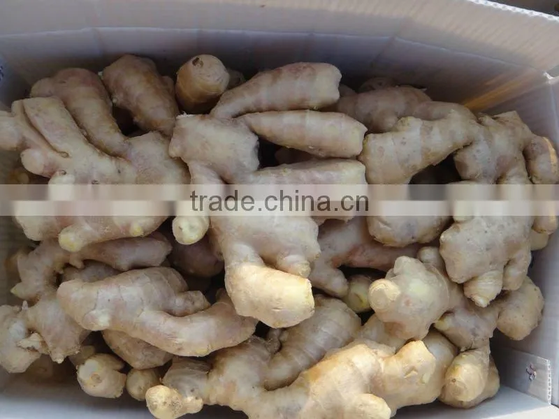 China mature ginger