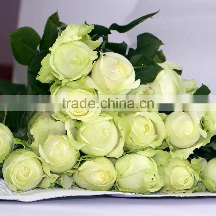 Export roses fresh cut flowers from Kunming of China