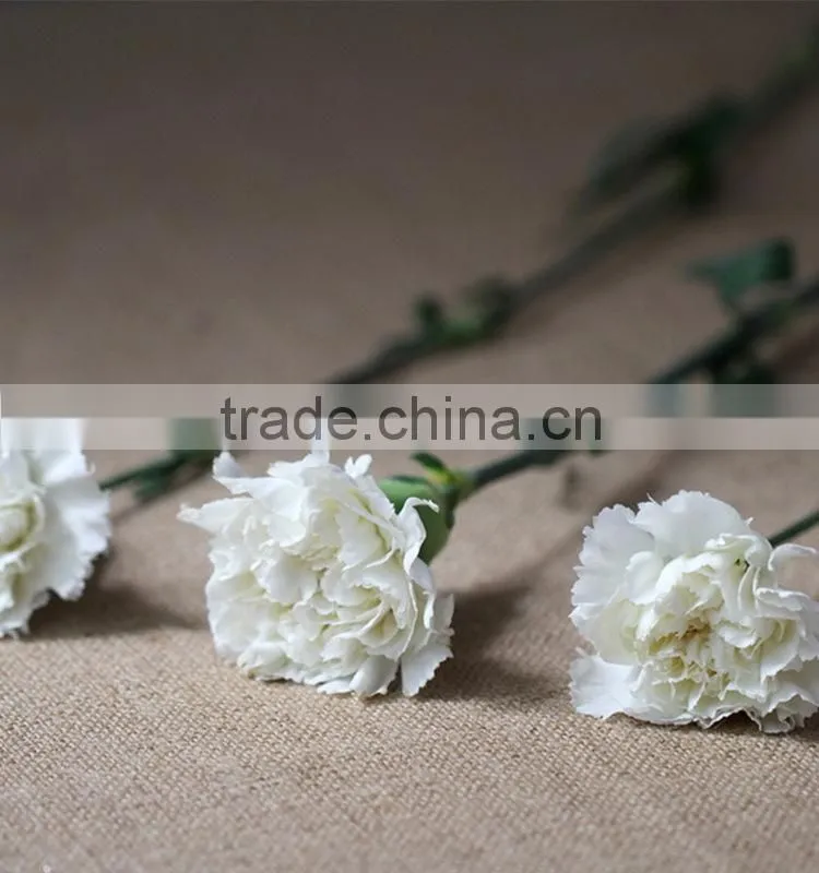 Cheap Snow White fresh cut carnation flowers