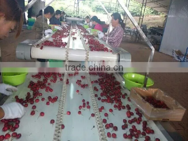 import china products fresh cherry high quality bagged
