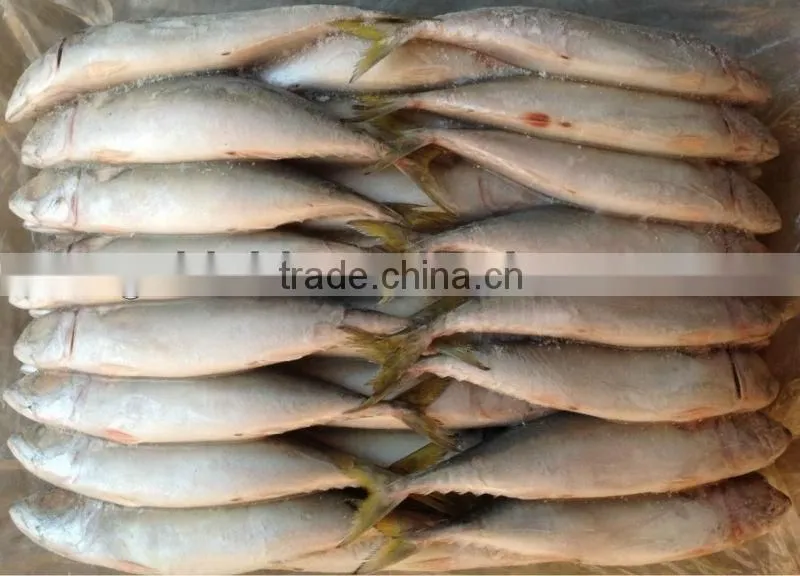 new sea frozen 55-60pcs/ctn mackerel whole round
