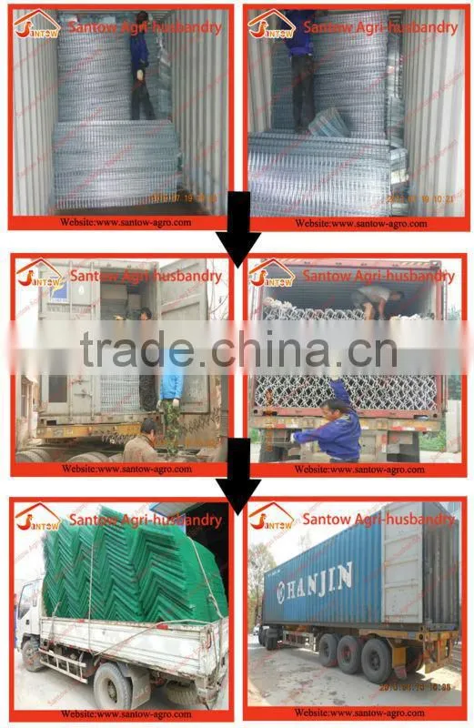 Automatic chicken egg layer cages poultry cage battery cage system for sale
