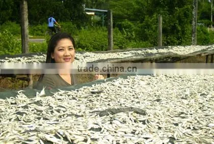 EXPORT BOILED ANCHOVY SPRATS (Email: katherine.vilaconic@, Viber, Whatsapp: +841687264621)