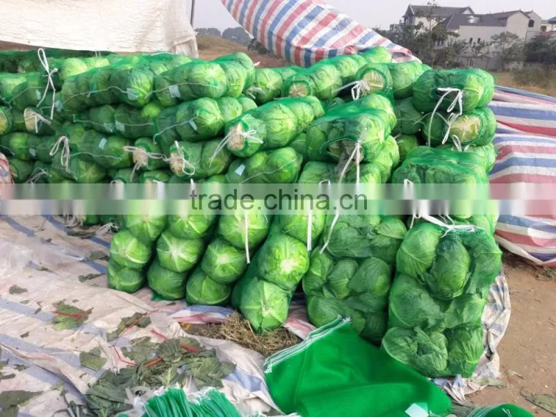 GIMEX VIETNAM FRESH CABBAGE CHEAP