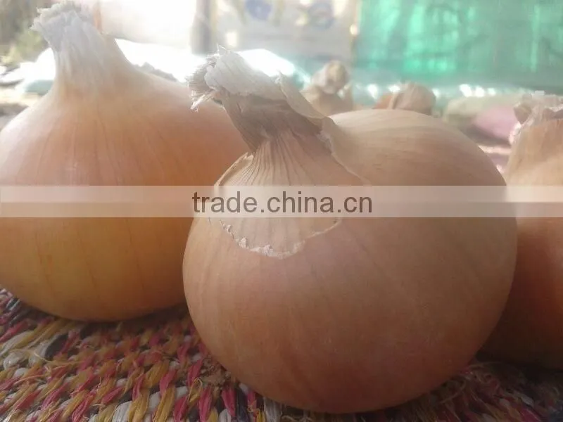 Yellow Onions WITH HIGH QUALITY FROM EGYPT