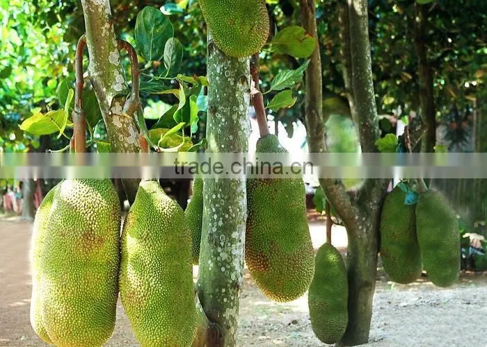 jackfruit trees