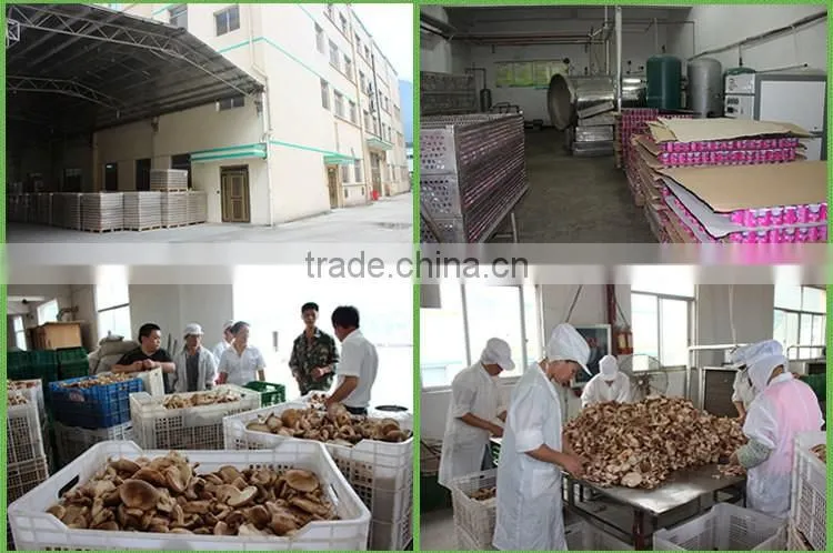 Good quality canned Shiitake mushroom