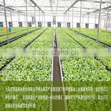 Shandong Colorfulmanor Vegetable Food Base Co., Ltd. company overview - view 2