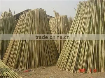 Tonkin Bamboo Cane/Cane Bamboo/Bamboo Pole