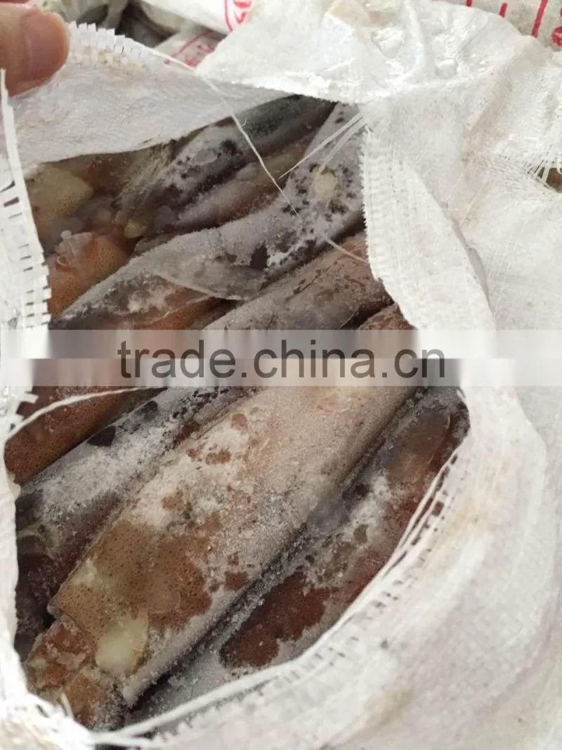 Frozen illex squid every size available new landing