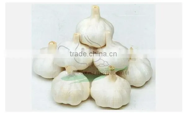 New crop fresh garlic/Wholesale white garlic China origin/China garlic price